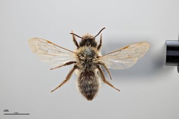 Media type: image;   Entomology 771440 Aspect: habitus dorsal view